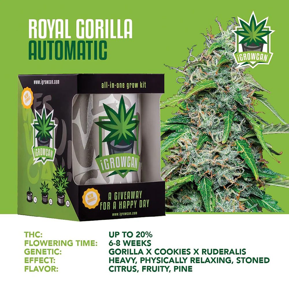 Royal Gorilla Automatic iGrowCan - All in One Grow Kit - Image 3