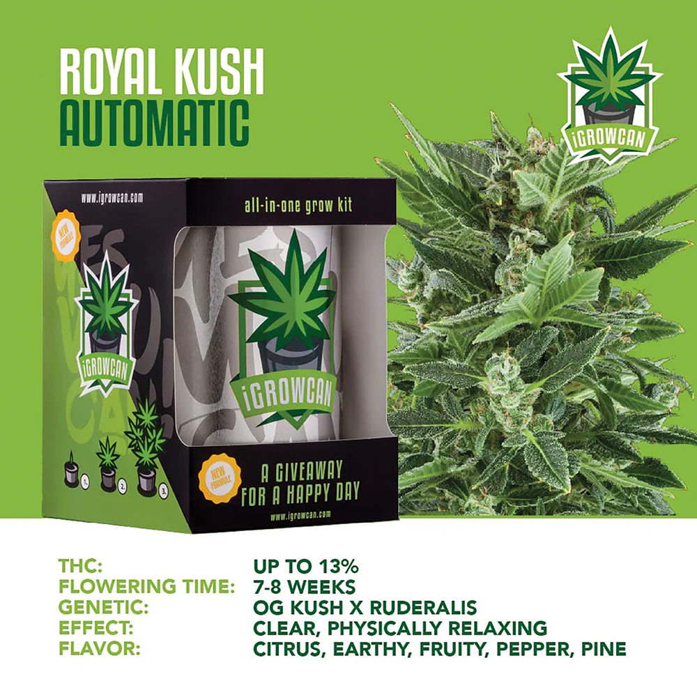 Royal Kush Automatic iGrowCan - All in One Grow Kit - Image 3